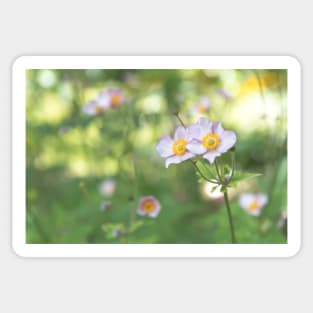 Pastel Pink Anemone Flowers and Happy Sunshine Sticker